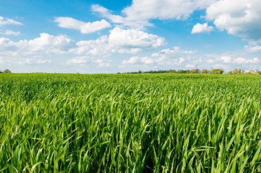 Mısır alan yeşil çim mavi gökyüzü bulut Clear manzara