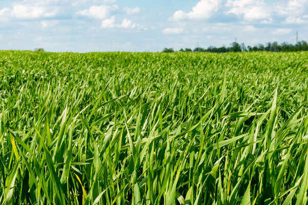 Corn field green grass blue sky cloud cloudy landscape