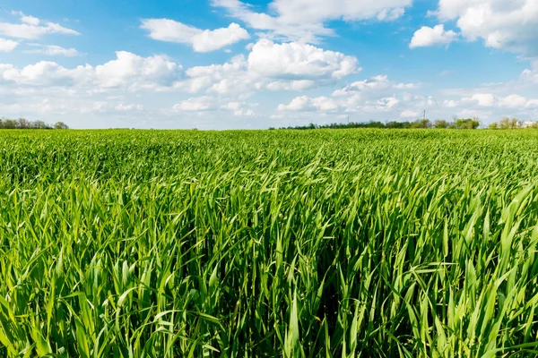Mısır alan yeşil çim mavi gökyüzü bulut Clear manzara