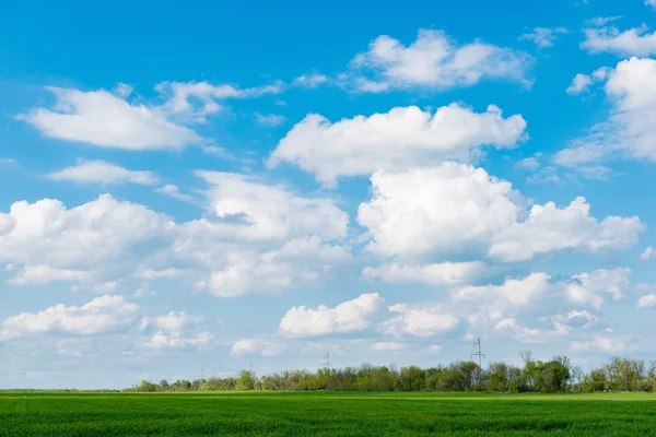 Mısır alan yeşil çim mavi gökyüzü bulut Clear manzara
