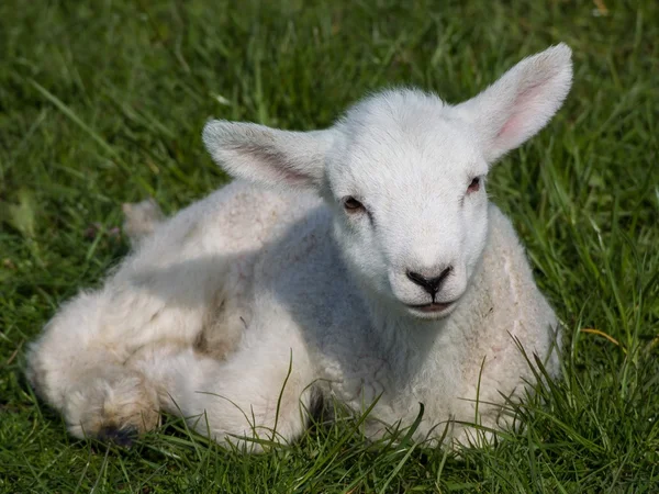 春天的羊羔 — 图库照片