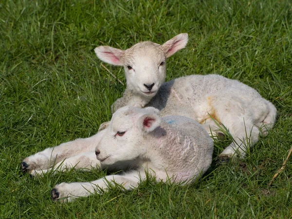 Spring Lambs — Stock Photo, Image