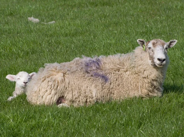 春天的羊羔 — 图库照片