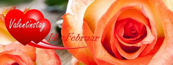 Valentinstag Rosen Und Rote Herzen Auf Holz Hintergrund Banner — Stockfoto