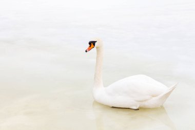Soğuk mevsimde eriyen buzun üzerinde tek başına duran bir kuğu. Kışın kirli donmuş gölde tek bir vahşi kuş.