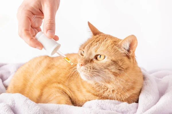 Gato Jengibre Enfermo Está Oliendo Gotero Con Medicina Tratamiento Homeopático Imagen De Stock