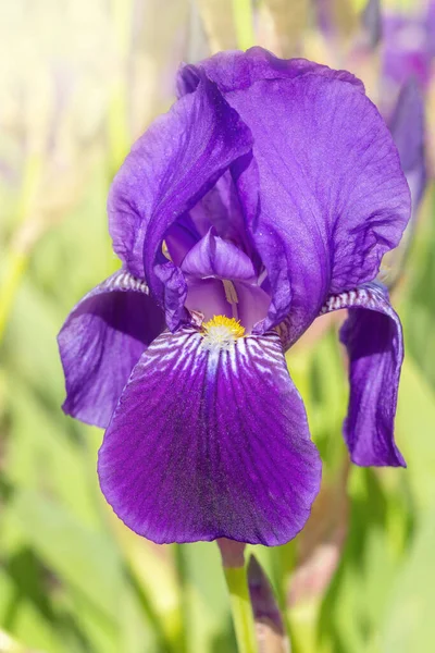 晴れた日に緑色の背景に単紫色の虹彩花を咲かせます クローズアップ 垂直方向 屋外で紫色の花を咲かせます — ストック写真