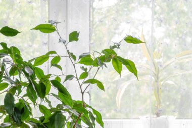 Oturma odasındaki pencerenin yanında şeffaf perdeleri olan Ficus Benjamin. Ev tasarımı, iç mimari ve dekorasyon.