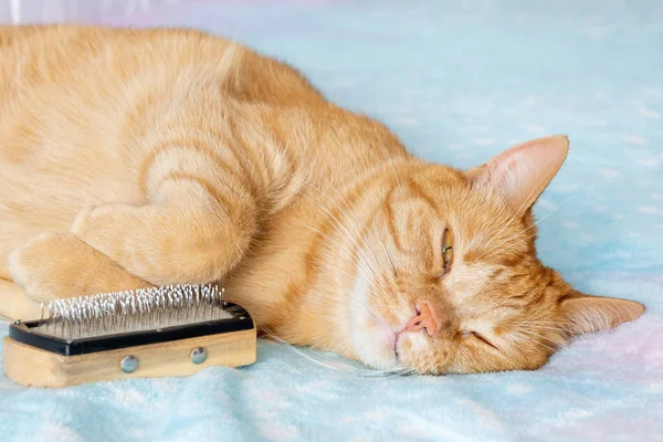 Calm ginger cat with grooming brush lies on a colorful blanket and waits for hair cleaning.