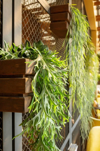 Green plants on the wall of street cafe or restaurant. Urban Exterior in eco style.