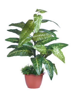 Dekorasyon için ekin