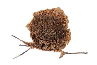 Şube ile yabani arı kovanı