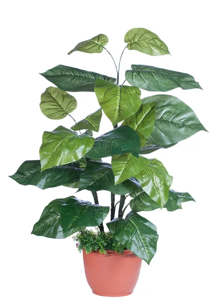 装飾用の植物 ロイヤリティフリーのストック画像