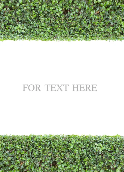 Green hedge — Stock Photo, Image