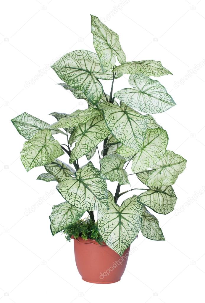 Plant for decoration