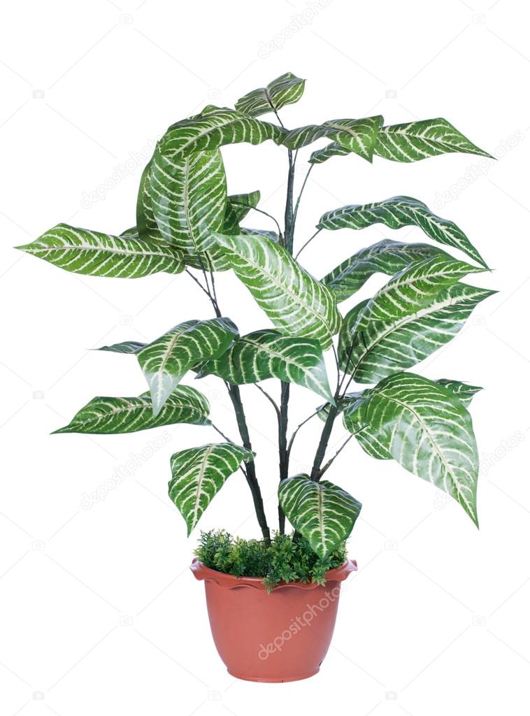 Plant for decoration