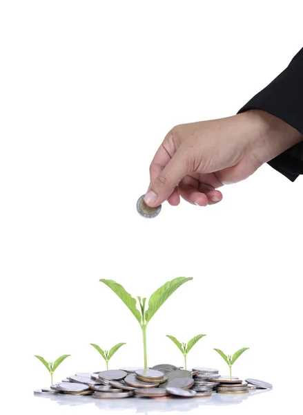 Investing of coins to small green plant — Stock Photo, Image