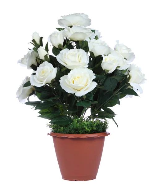 Strauß weißer Rosen — Stockfoto