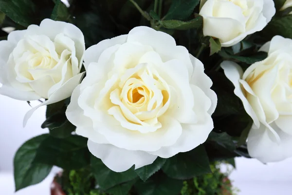 Schöne weiße Rosen — Stockfoto