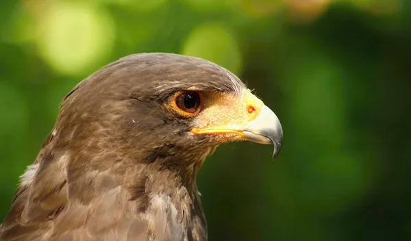 Birds of prey. — Stock Photo, Image