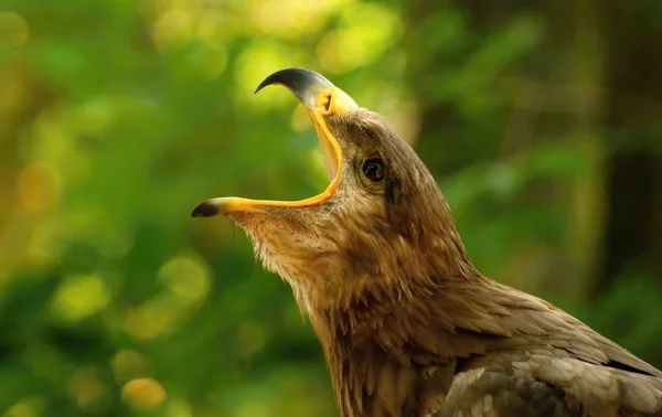 Greifvögel. — Stockfoto