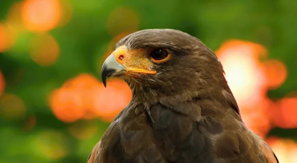 Greifvögel. — Stockfoto