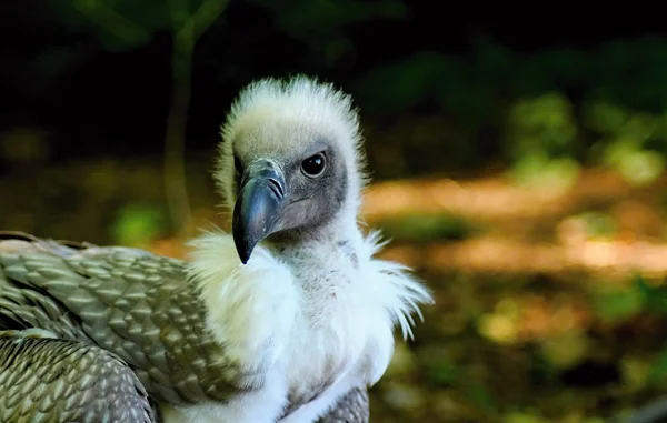 Birds of prey. — Stock Photo, Image