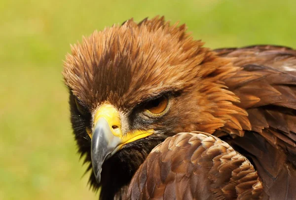 Aves de presa . — Foto de Stock