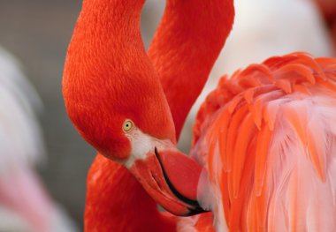 Flamingolar, flamingolar aders,