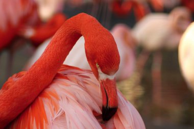 Flamingolar, flamingolar aders,