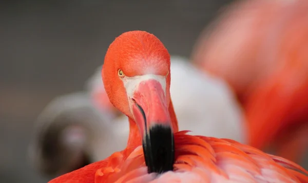 The Flamingos,Flamingos aders, Royalty Free Stock Images