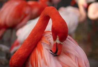 Flamingolar, flamingolar aders,