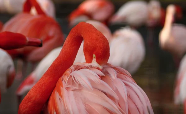 De Flamingo's, Flamingo's aders, — Stockfoto