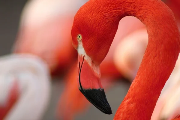The Flamingos,Flamingos aders, Royalty Free Stock Photos
