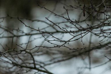 hoarfrost ile kaplı şubeleri