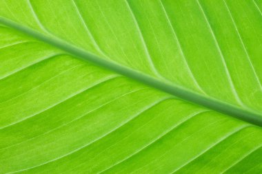 Yeşil yaprak yakın plan