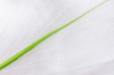 beyaz çiçek yakın plan