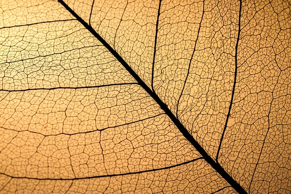 투명 한 잎 텍스처 — 스톡 사진