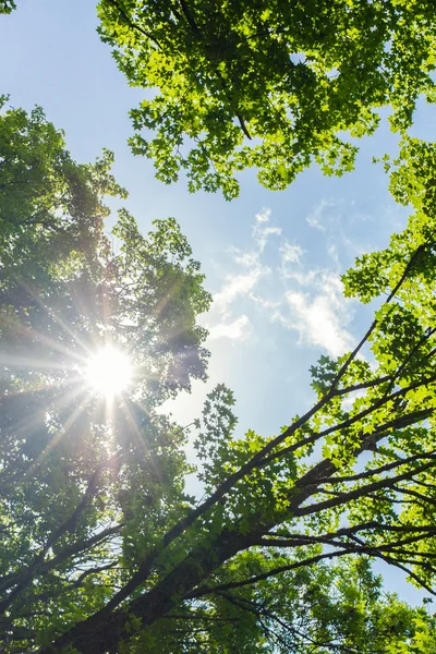 Shining through the foliage Stock Photo