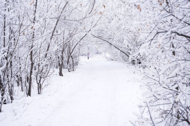 Ormanda kış manzarası