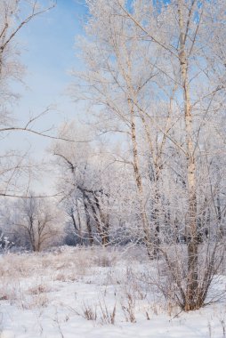 Ormanda kış manzarası