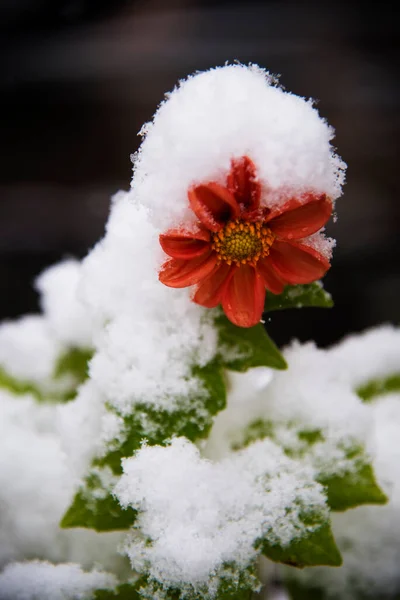 Röda Blommor Ferst Snö Mot Suddig Bakgrund Närbild Selektivt Fokus — Stockfoto