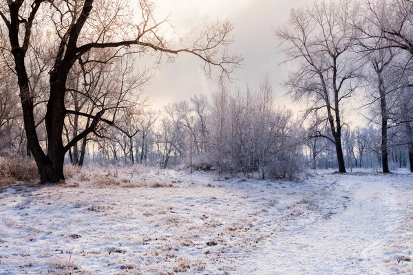 Vinterlandskap Skogen — Stockfoto