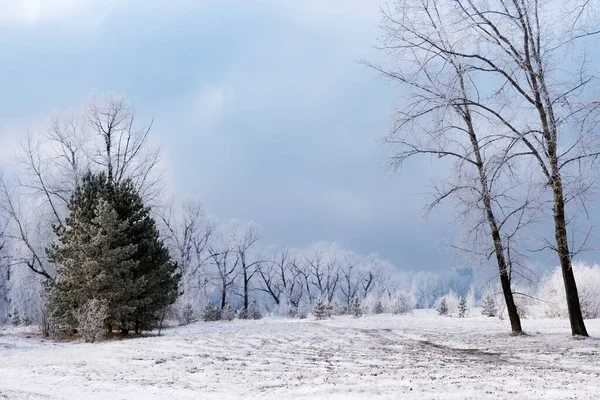 Winter Landscape Forest — Stock Photo, Image