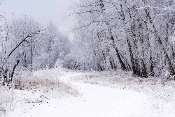 Vinterlandskap Skogen — Stockfoto