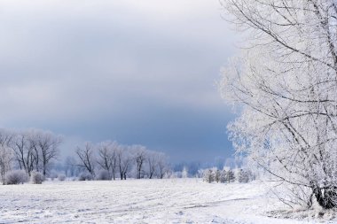 Ormanda kış manzarası