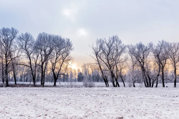 Winterlandschaft Wald — Stockfoto