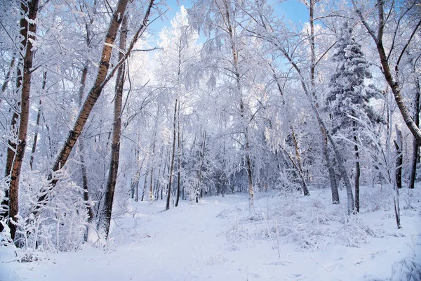 Vinter Träd Frost Ljus Solig Dag Solsken Snövit Snö — Stockfoto