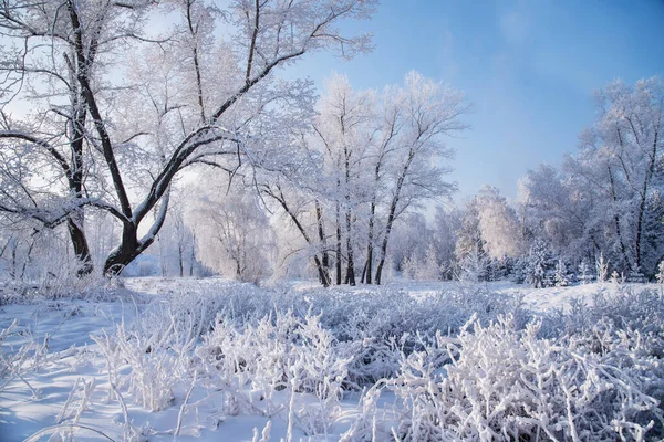 Vinterlandskap Skogen — Stockfoto