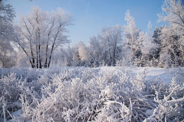 Winter Landscape Forest — Stock Photo, Image